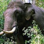അരിക്കൊമ്പനെ പിടിക്കാൻ  നടത്തിയ രണ്ടാം ദിവസ പദ്ധതിയും അനിശ്ചിതത്വത്തിൽ…!!